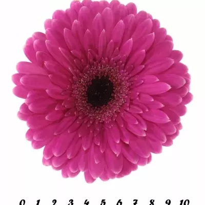 Gerbera GR PICOBELLO