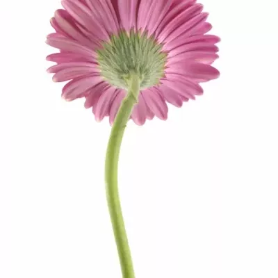 Gerbera GR PICOBELLO