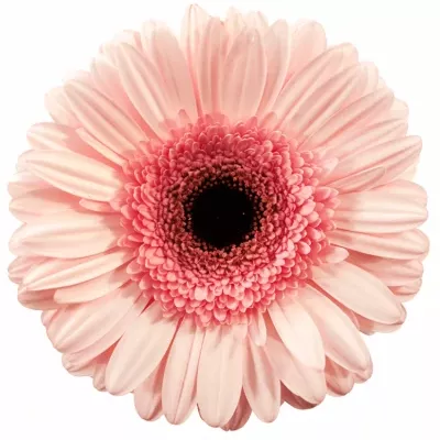 Gerbera GR PINK SENSATION 10cm