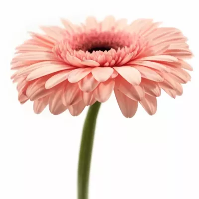 Gerbera GR PINK SENSATION 10cm