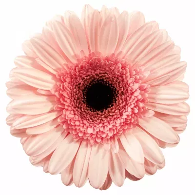 Gerbera GR PINK SENSATION 10cm