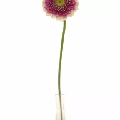 Gerbera GR PINKY EYE