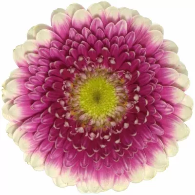 Gerbera GR PINKY EYE