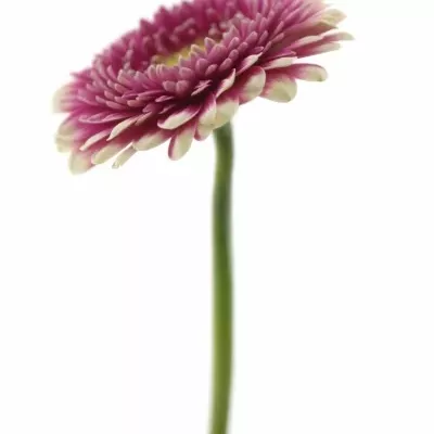 Gerbera GR PINKY EYE