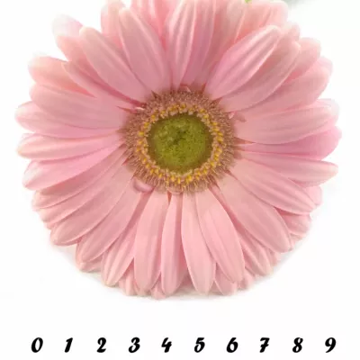 Gerbera GR PLOT 10cm