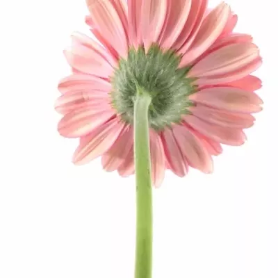 Gerbera GR PRE-INTENZZ 10cm