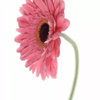 Gerbera GR PRE-INTENZZ 10cm