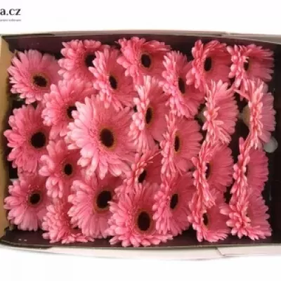 Gerbera GR PRE-INTENZZ 10cm