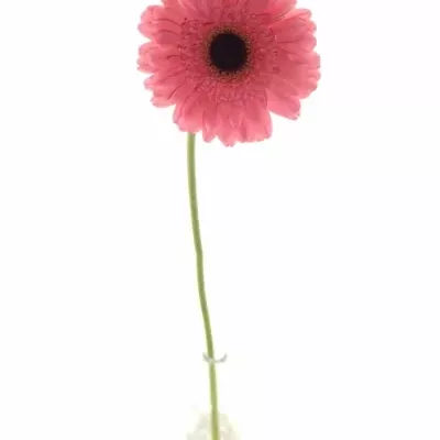 Gerbera GR PRE-INTENZZ 10cm