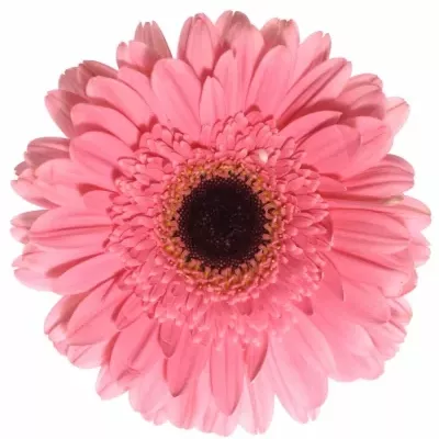 Gerbera GR PRE-INTENZZ 10cm