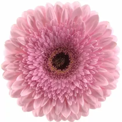 Gerbera GR PRE-SEMMY 10cm