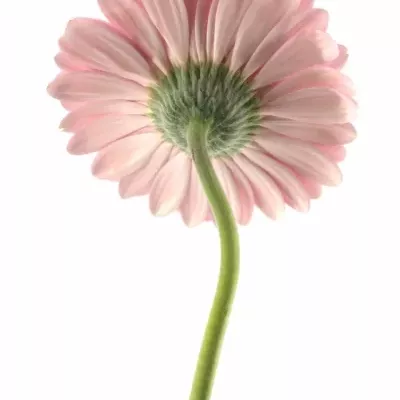 Gerbera GR PRE-SEMMY 10cm