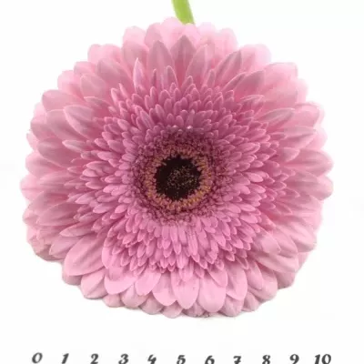 Gerbera GR PRE-SEMMY 10cm