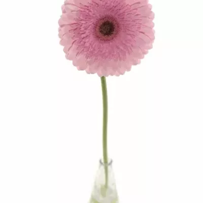 Gerbera GR PRE-SEMMY 10cm