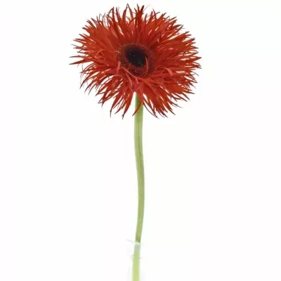 Gerbera GR PREMIERE 10cm