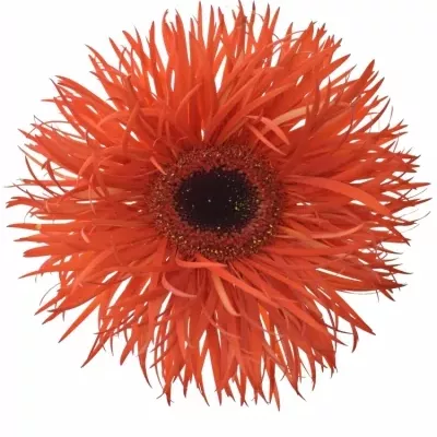 Gerbera GR PREMIERE 10cm