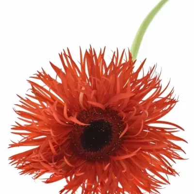 Gerbera GR PREMIERE 10cm