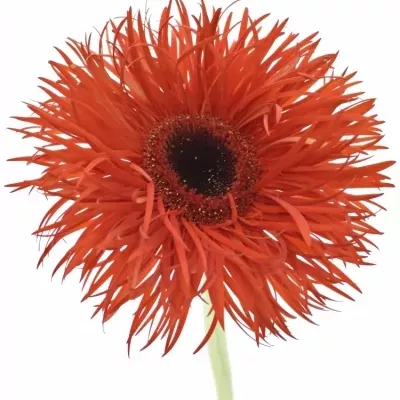 Gerbera GR PREMIERE 10cm