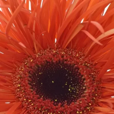 Gerbera GR PREMIERE 10cm