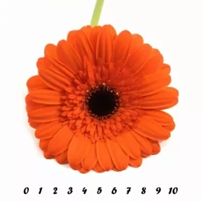 Gerbera GR PRESTIGE