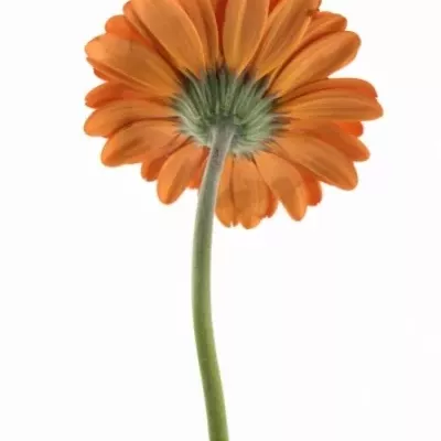 Gerbera GR PRESTIGE