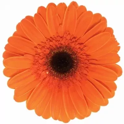 Gerbera GR PRESTIGE