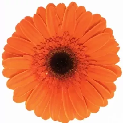 Gerbera GR PRESTIGE