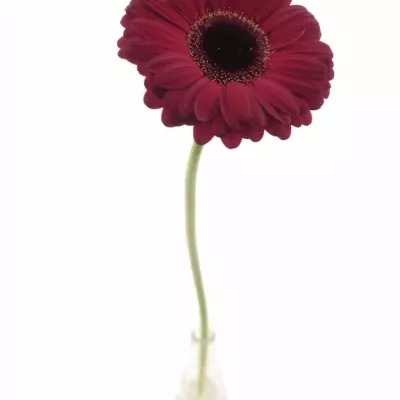 Gerbera GR PUR SANG 10cm