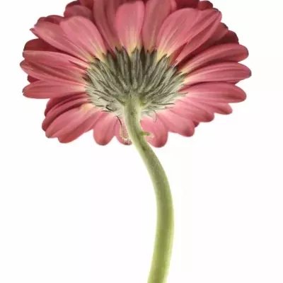 Gerbera GR PUR SANG 10cm