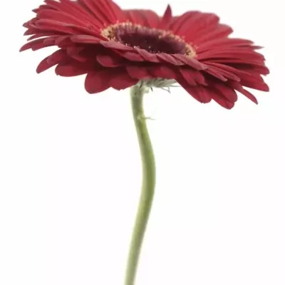 Gerbera GR PUR SANG 10cm