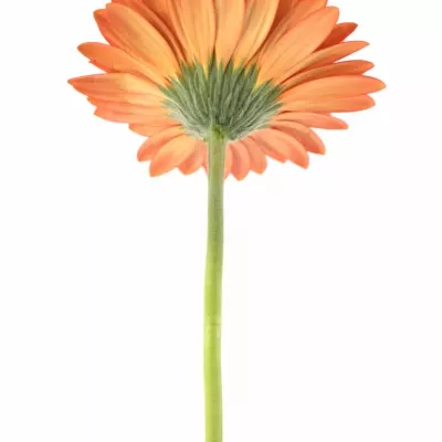 Gerbera GR RED EXPLOSION 10cm