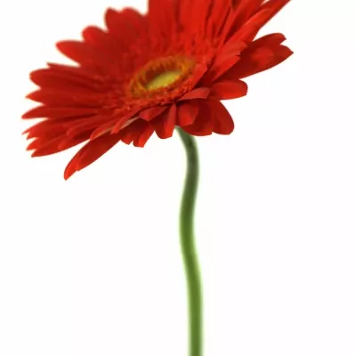 Gerbera GR RED EXPLOSION 10cm