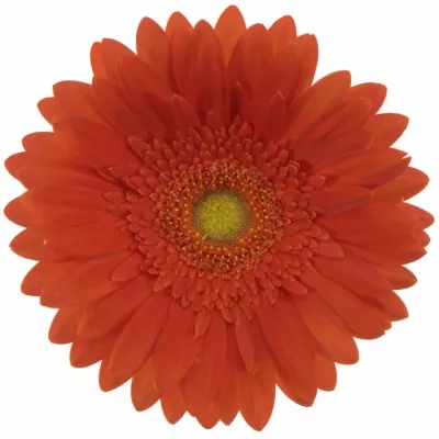 Gerbera GR RED EXPLOSION 10cm