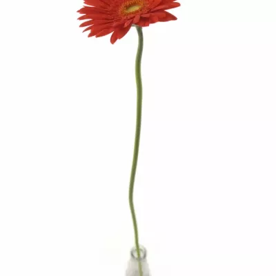 Gerbera GR RED EXPLOSION 10cm