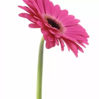 Gerbera GR RICH 10cm