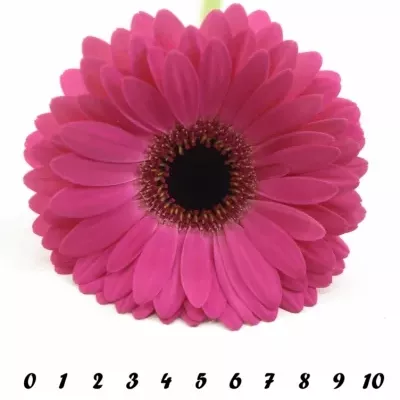 Gerbera GR RICH 10cm