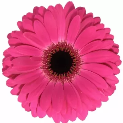 Gerbera GR RICH 10cm