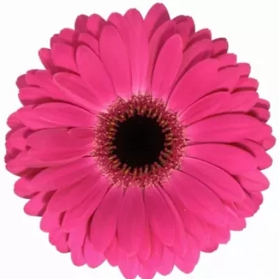 Gerbera GR RICH 10cm