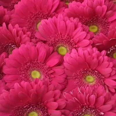 Gerbera GR RILEY