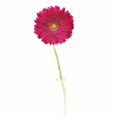 Gerbera GR RILEY