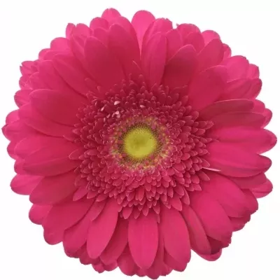 Gerbera GR RILEY