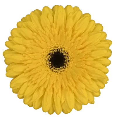 Gerbera GR RITMO