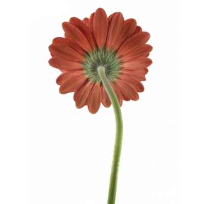 Gerbera GR RODEO