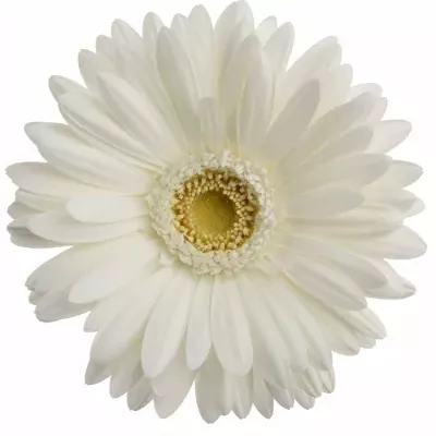 Gerbera GR ROMANCE