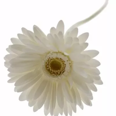 Gerbera GR ROMANCE