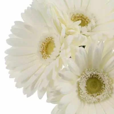 Gerbera GR ROMANCE