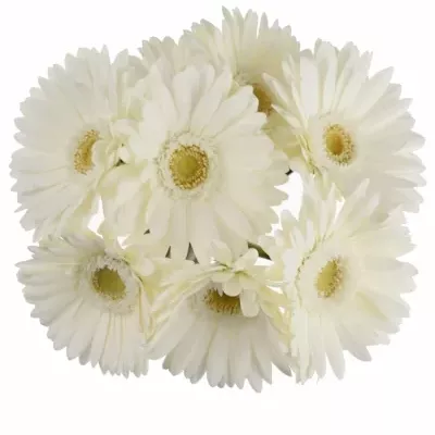 Gerbera GR ROMANCE