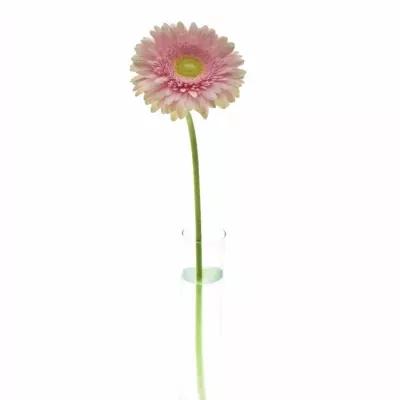 Gerbera GR ROMELLA 10cm