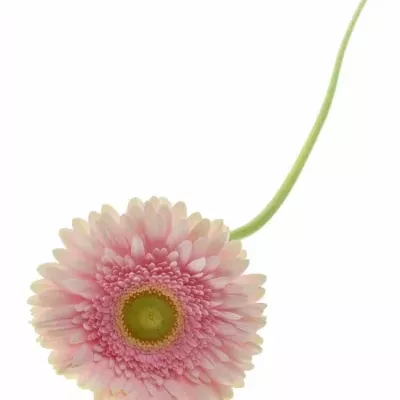 Gerbera GR ROMELLA 10cm