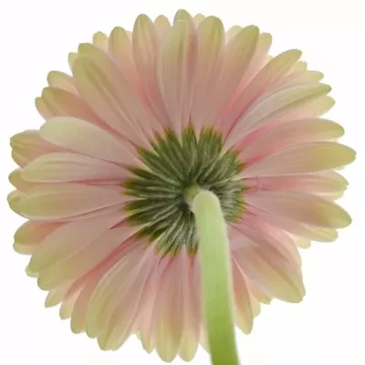 Gerbera GR ROMELLA 10cm